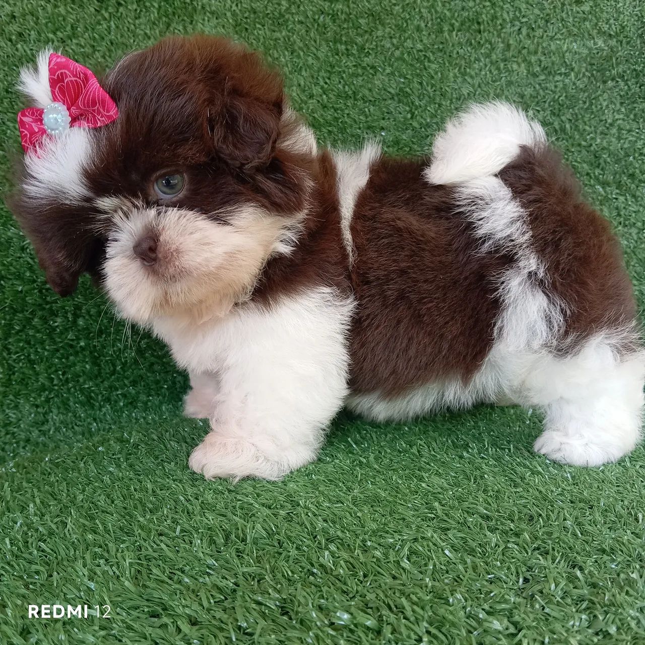 Shihtzu fêmea  - Foto 2