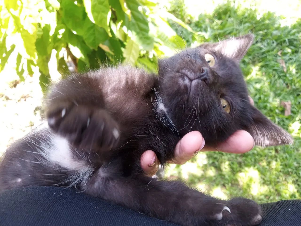 Doação gato - Foto 2