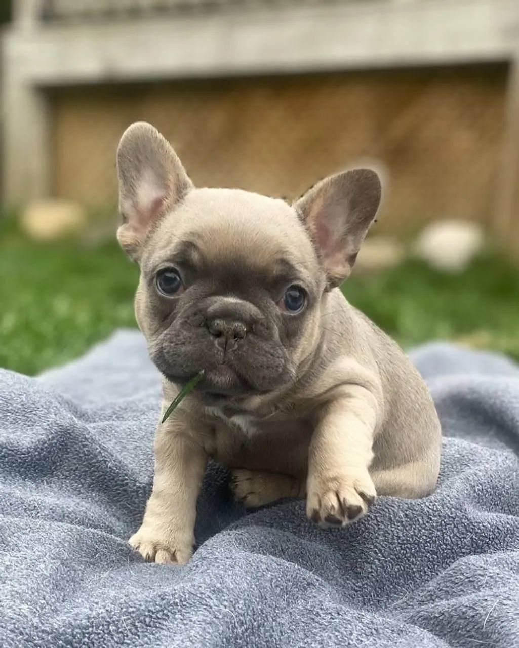 Vendo filhote de buldogue francês mini com documento  - Foto 3