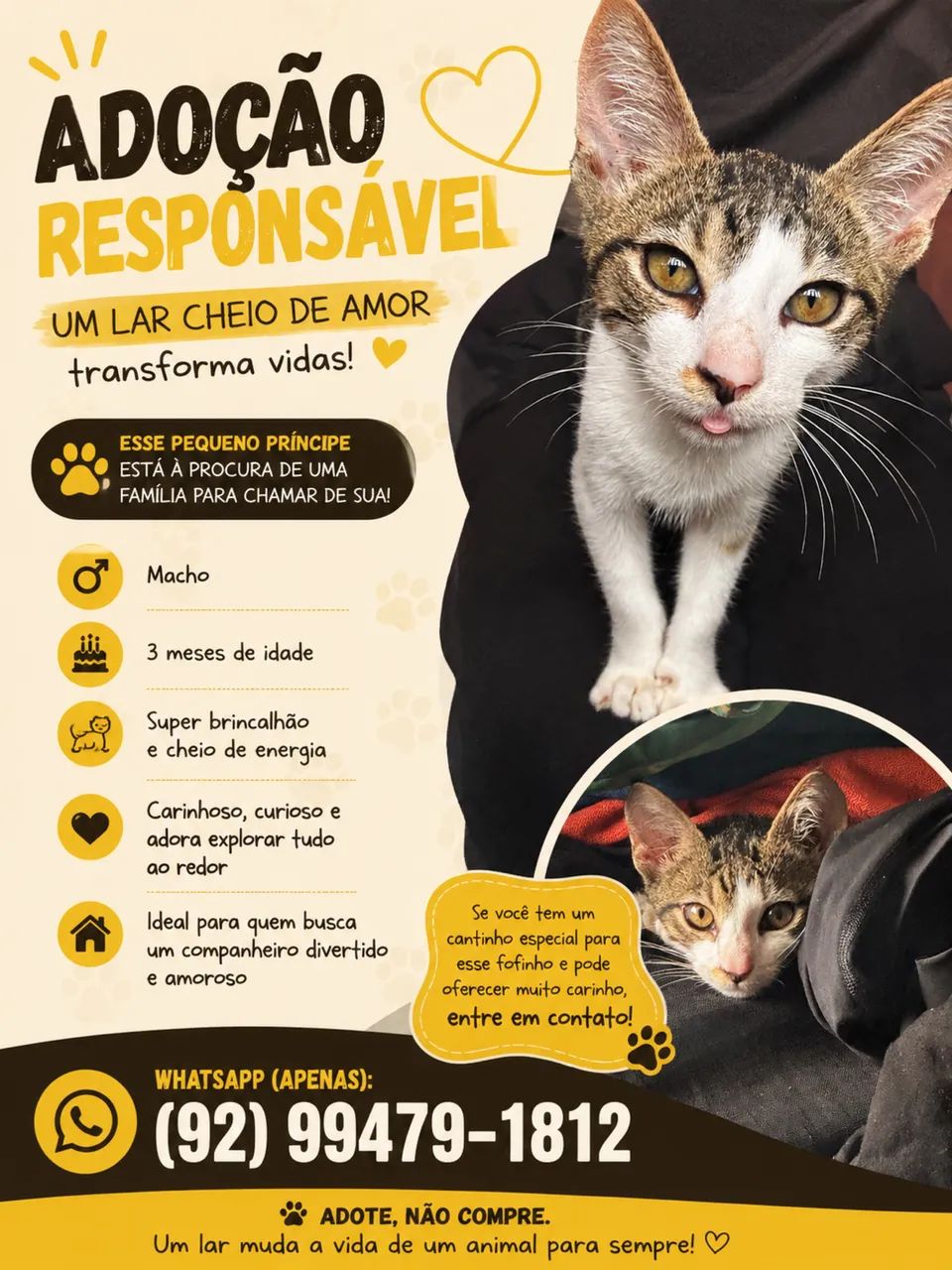 Gato para Doação - Foto 4