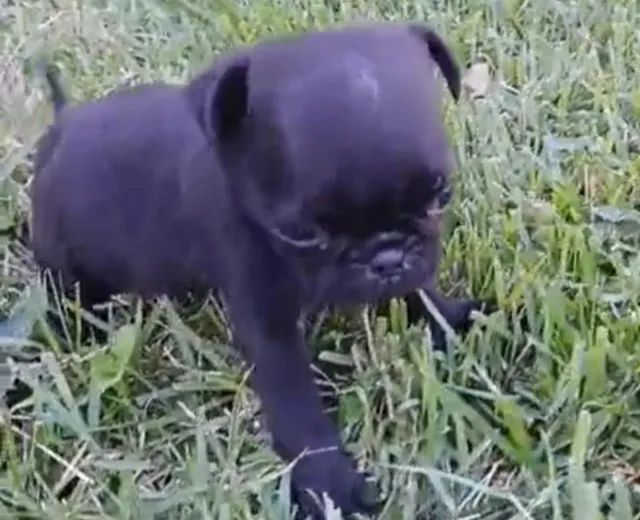 Pug perfeito para apartamento 