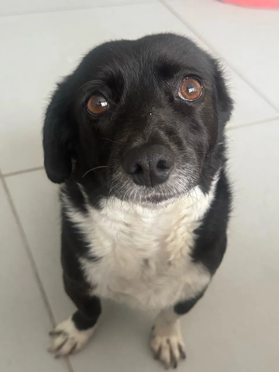 Animais - Foto 2
