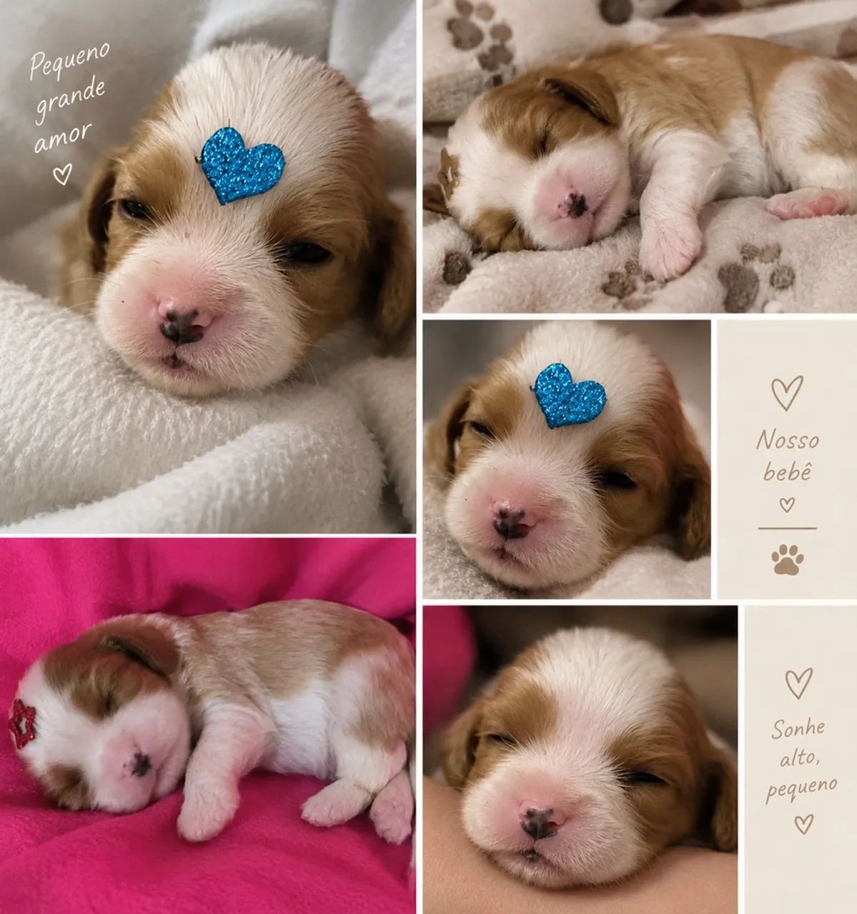 Cavalier king  - Foto 3