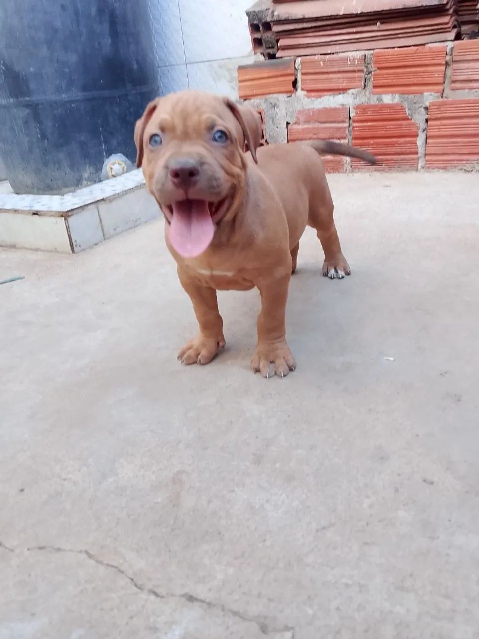 Vende-se pit moster - Foto 5