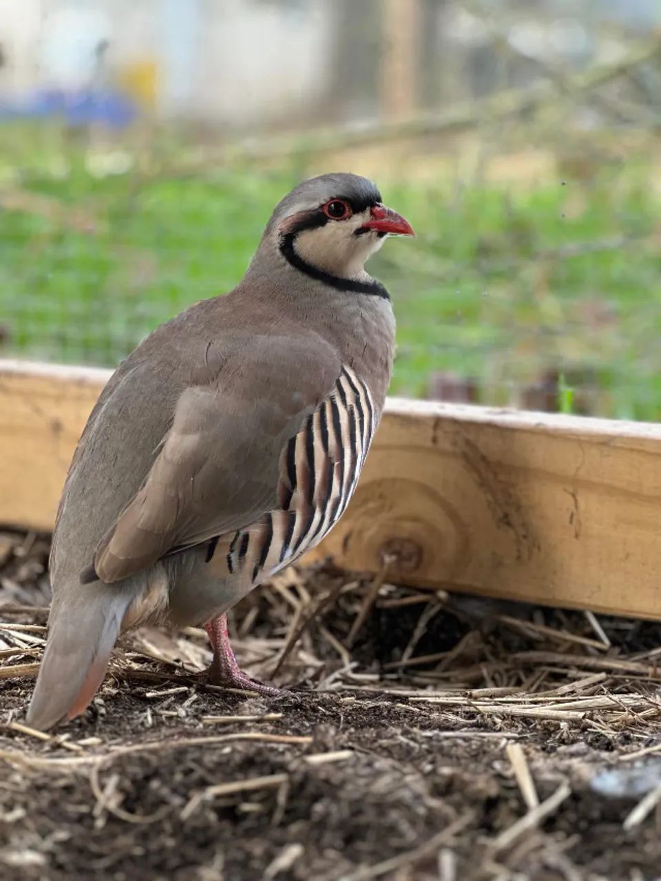Codorna chukar 