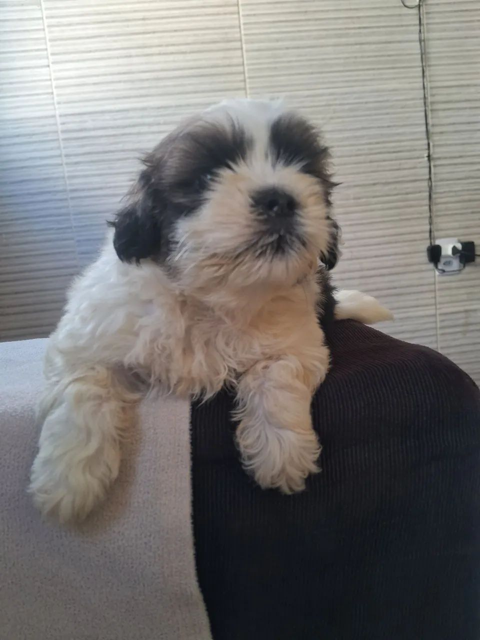 Cachorro ?  - Foto 4