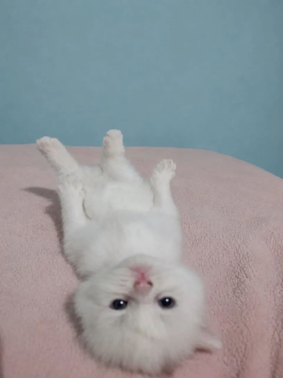 Gato Persa  - Foto 2