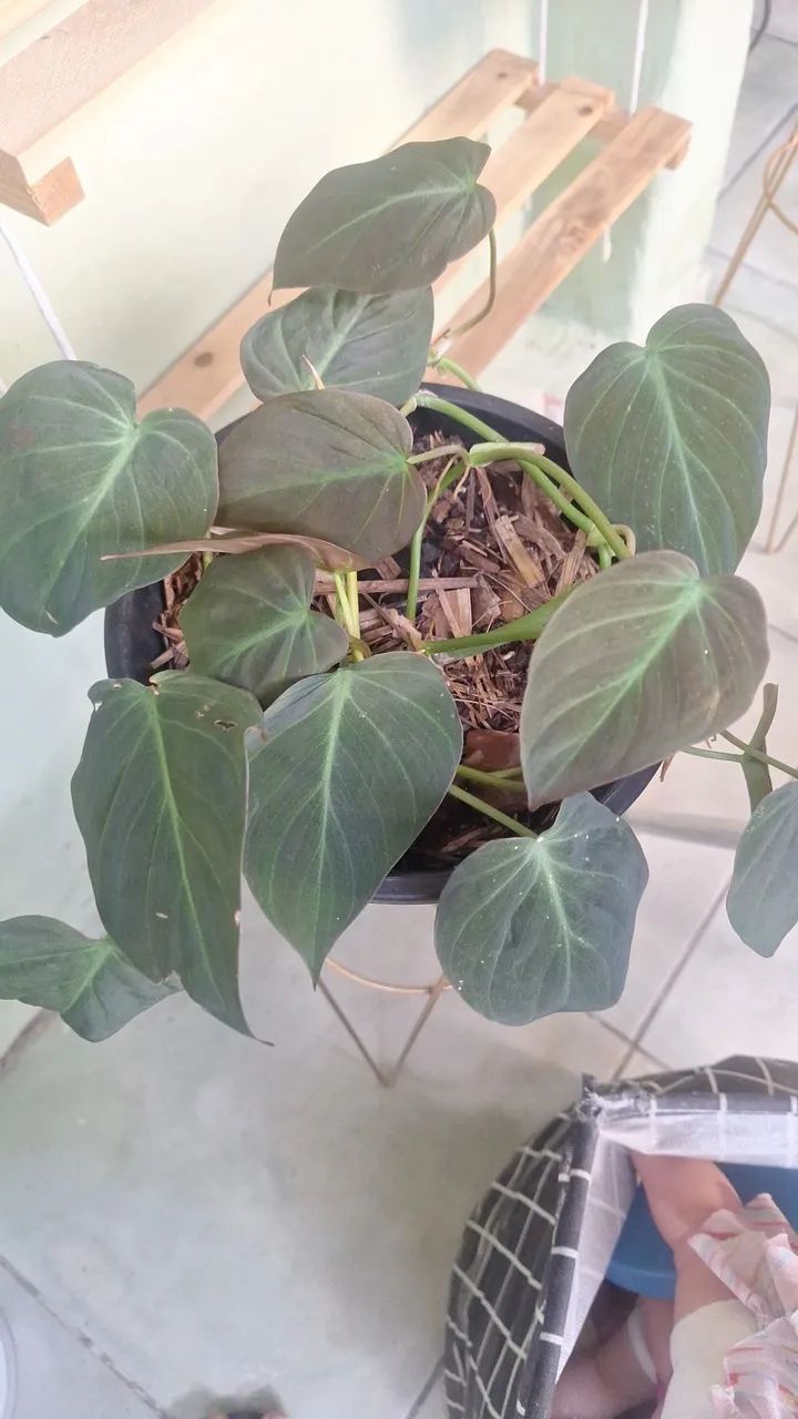 Vendo plantas  - Foto 5