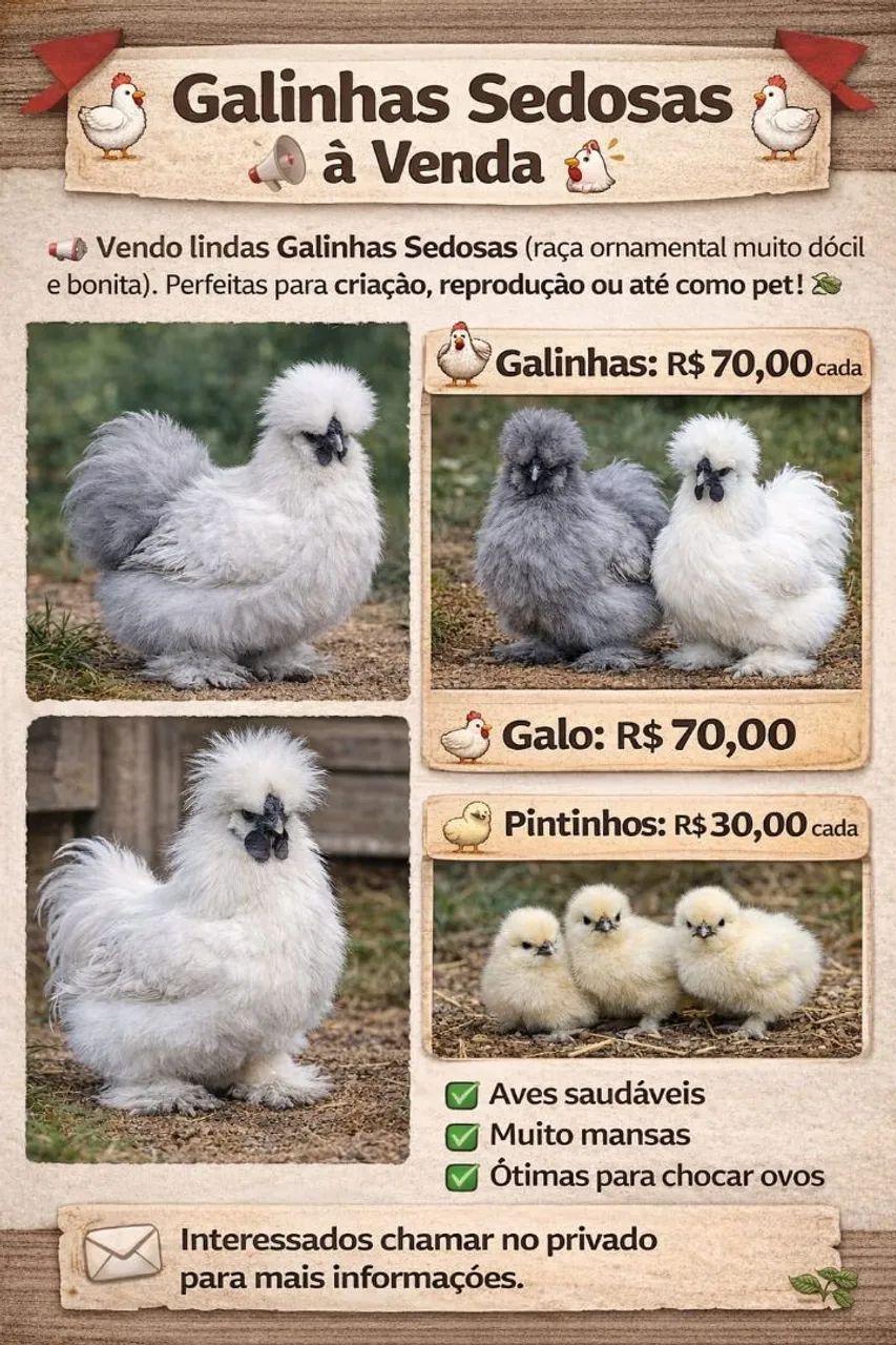 Vendo galinhas sedosas 