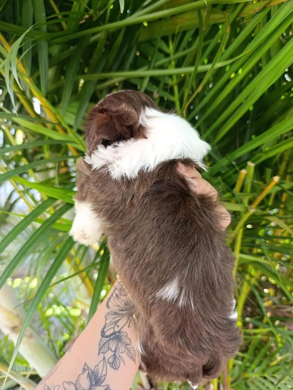 Shih Tzu macho filhote chocolate com branco  - Foto 4