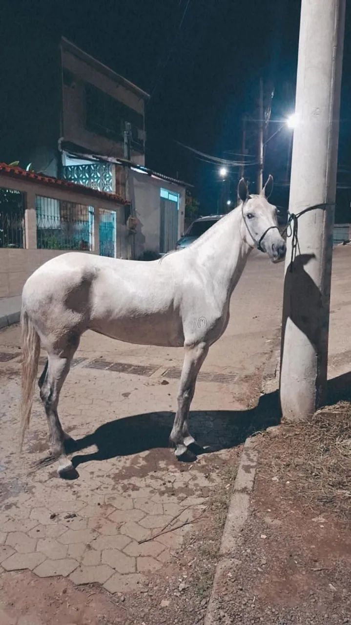 Égua Mangalarga Marchador jovem, registrada. Aceito cartão e pix  - Foto 2