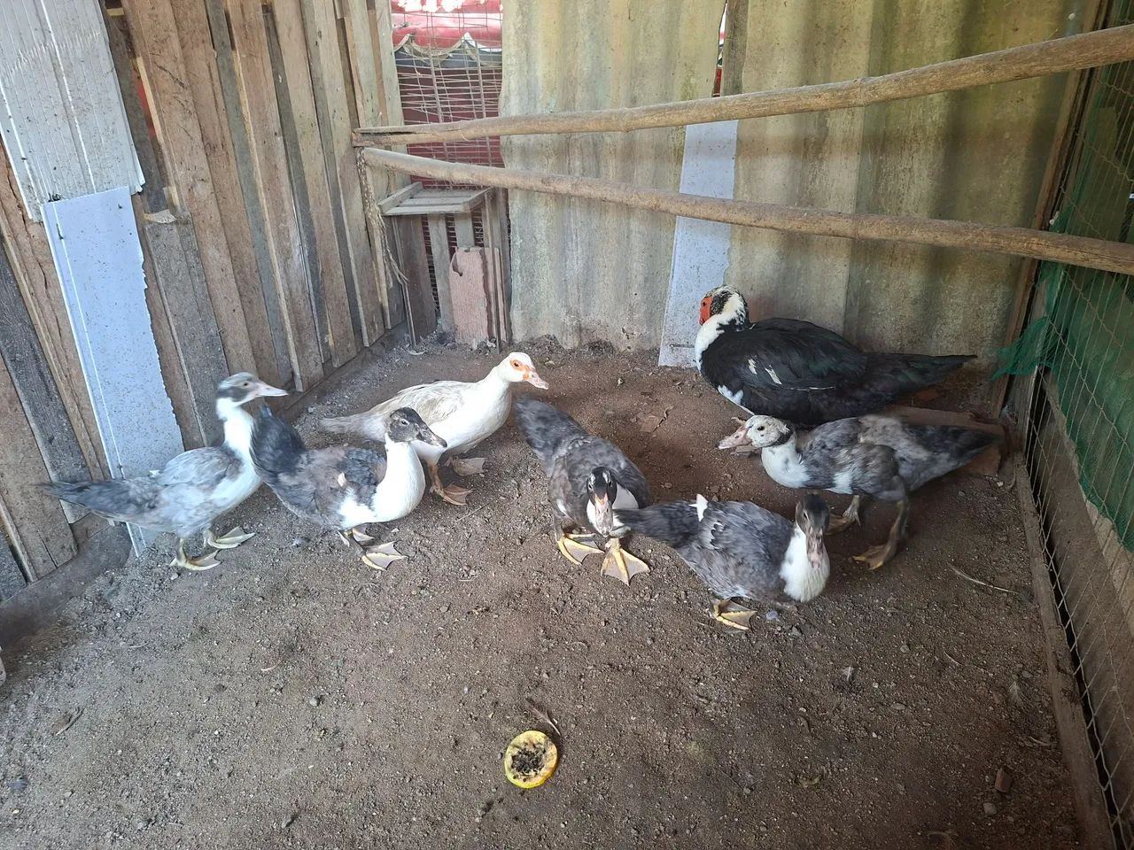 Vendo patos(a) - Foto 4