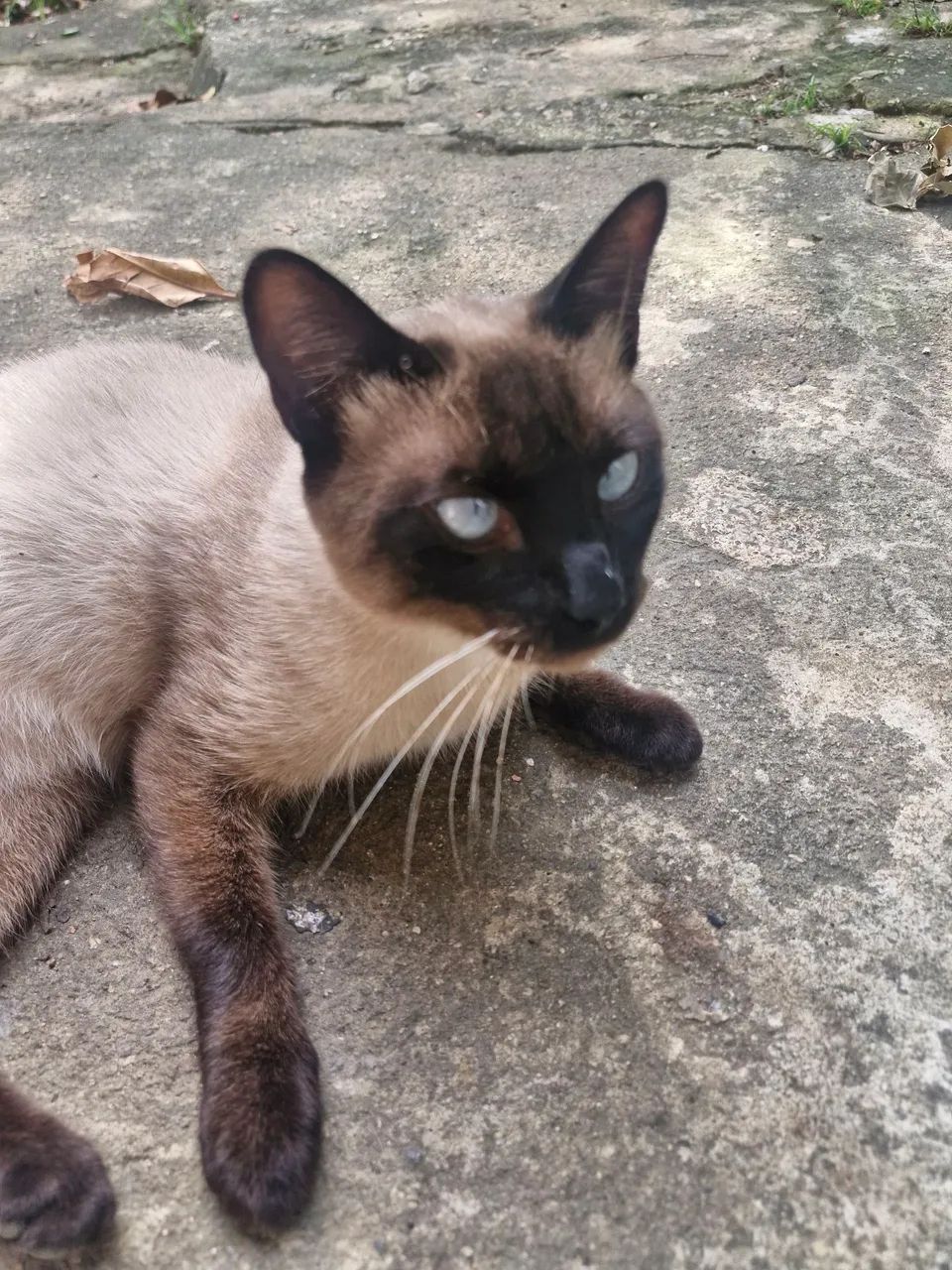Gato macho castrado - Foto 2