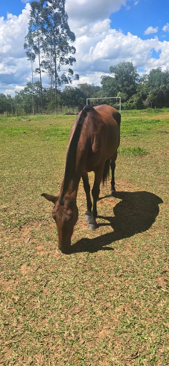 ÉGUA MANGALARGA MARCHADOR 