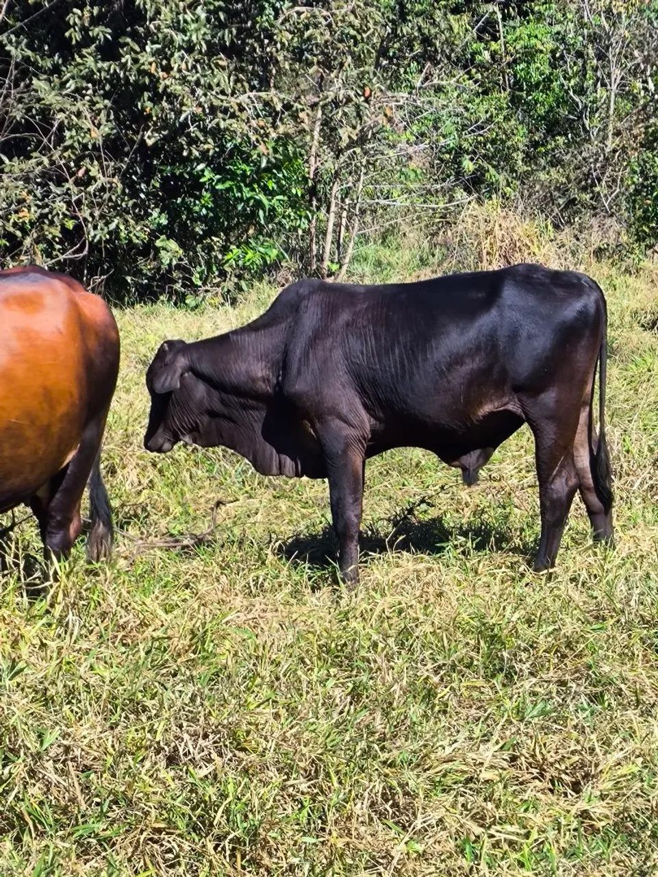 Vacas e novilhas  - Foto 2