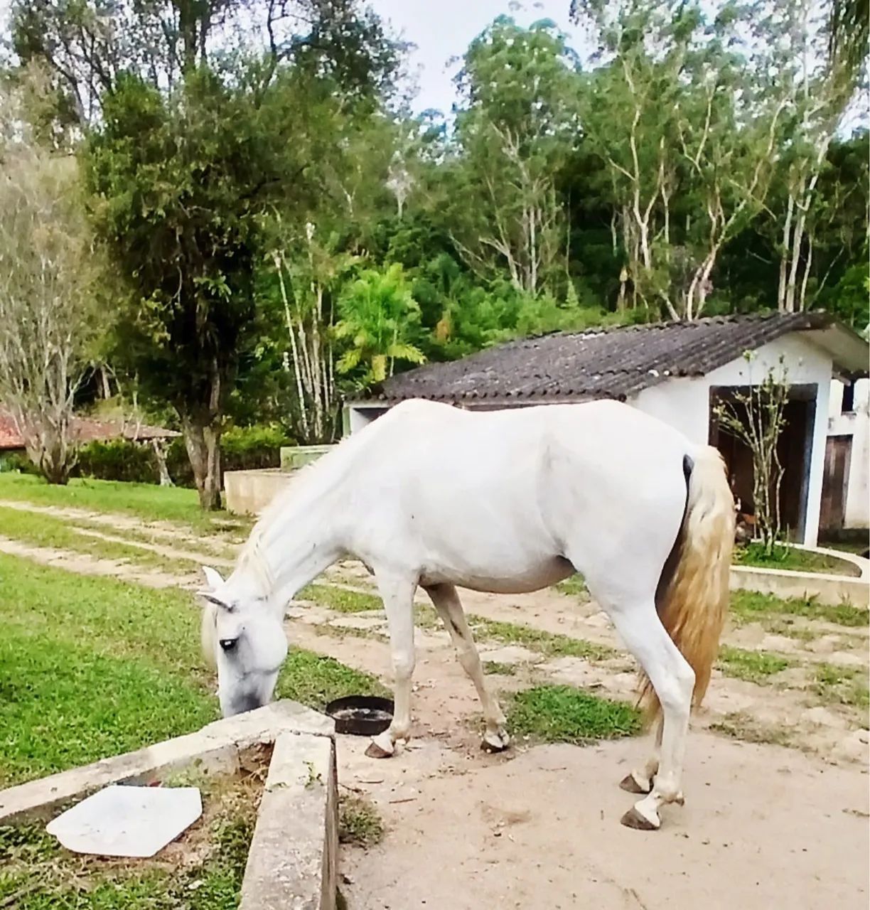 vende se égua  - Foto 4