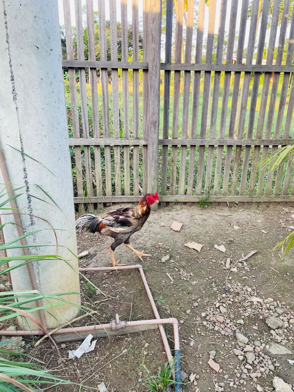 Vendo galo caipira  - Foto 3