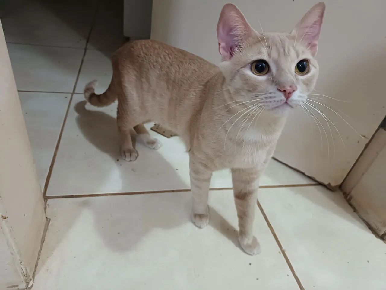 Doação responsável - Foto 3