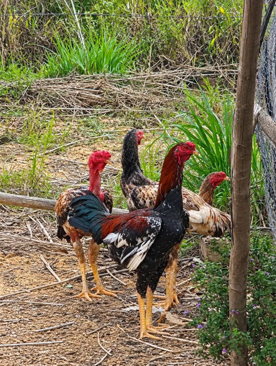Animais - Foto 4