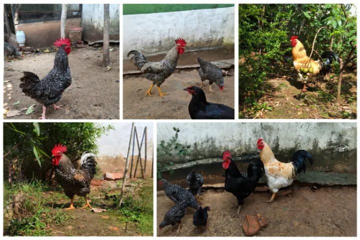 Vendo 5 galos