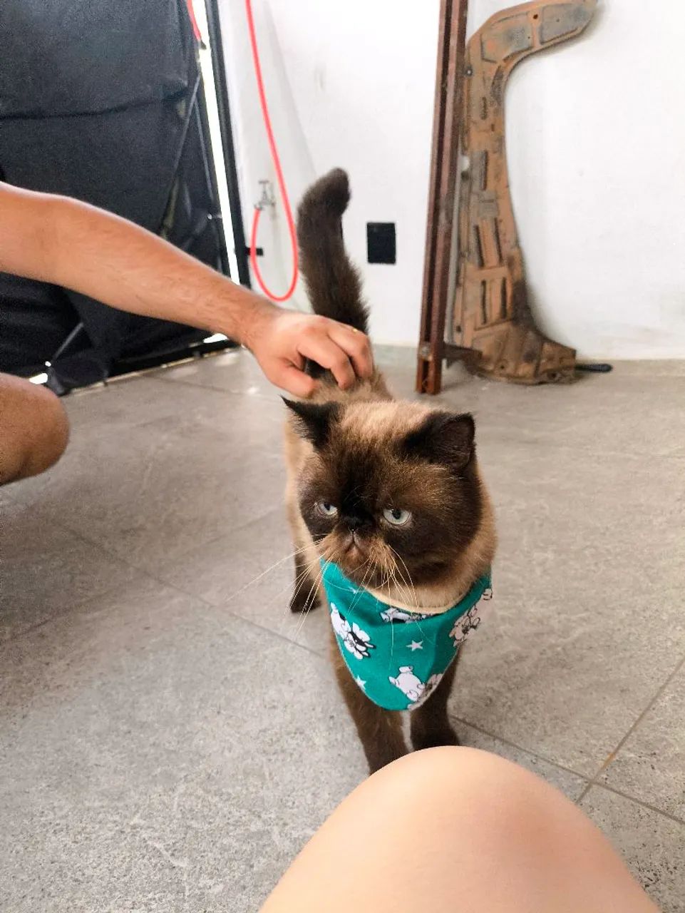 Gato persa exótico PURO - Foto 3