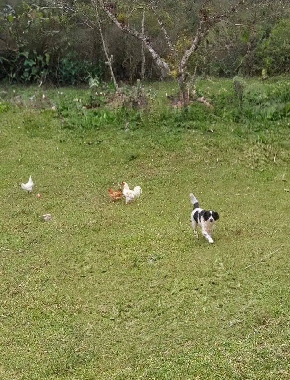 Vendo ou troco sitio em Juquitiba  - Foto 3