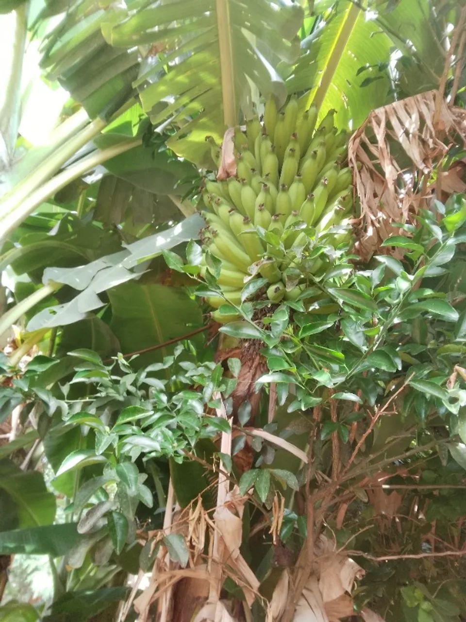 Cacho banana prata