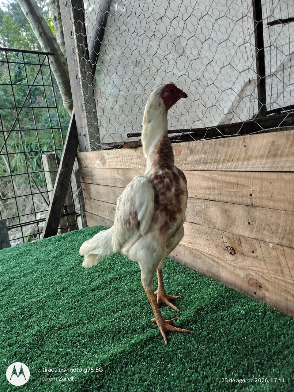 Galinha Mura  - Foto 4