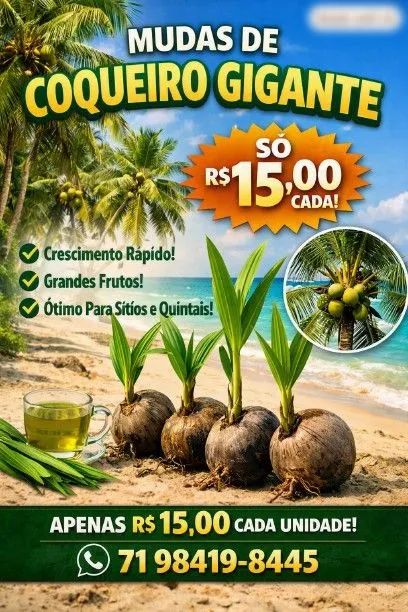 MUDA DE COQUEIRO GRANDE