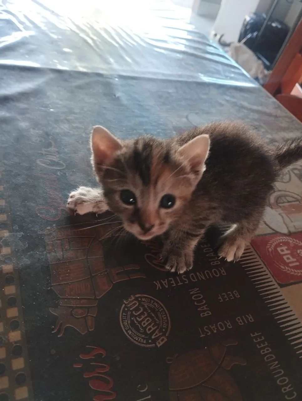 Doação de Gatinhos - Foto 2