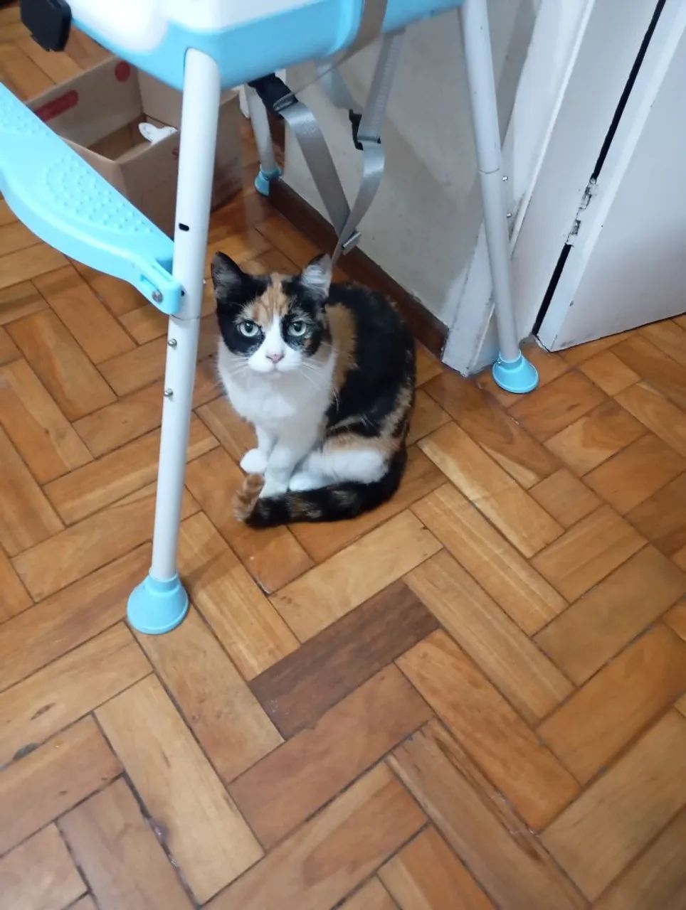 Doação de gatinha castrada  - Foto 3