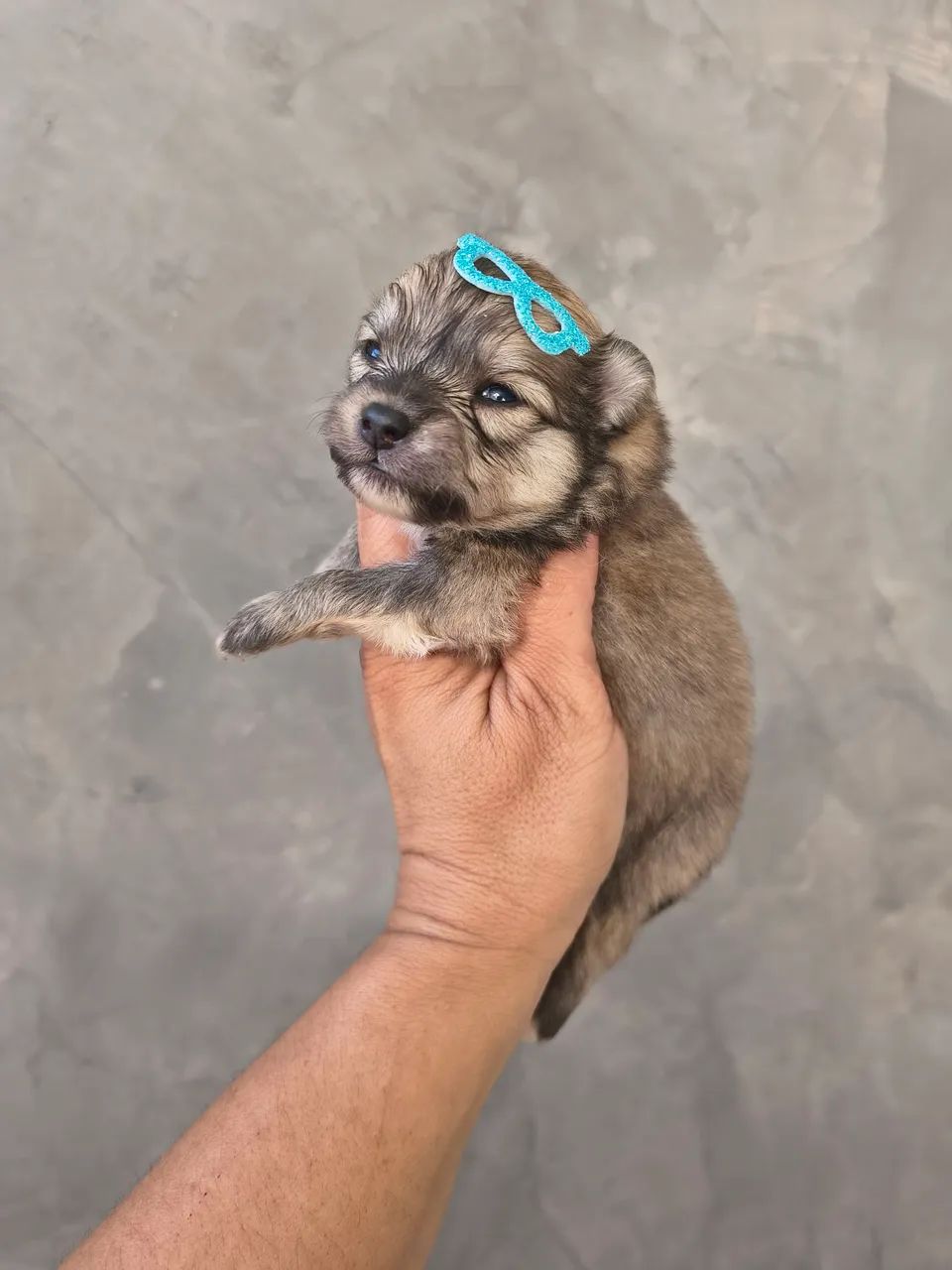 Spitz alemão 