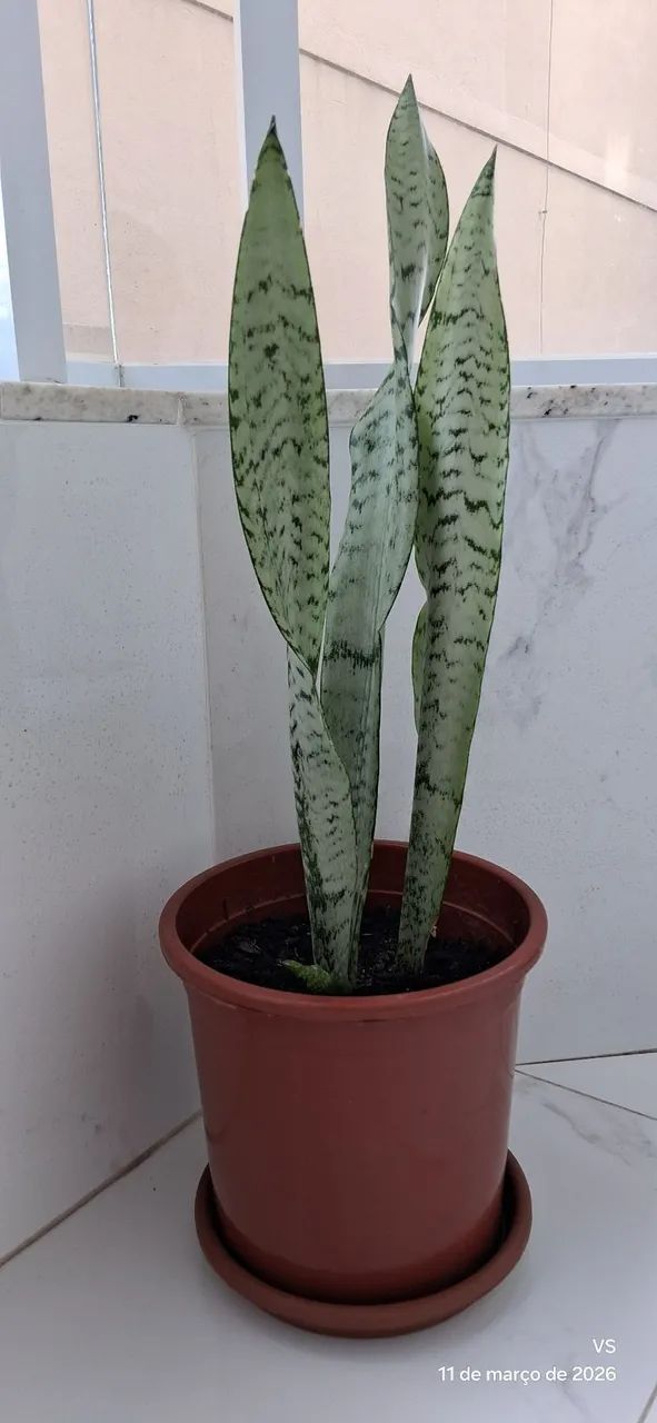 PLANTAS
