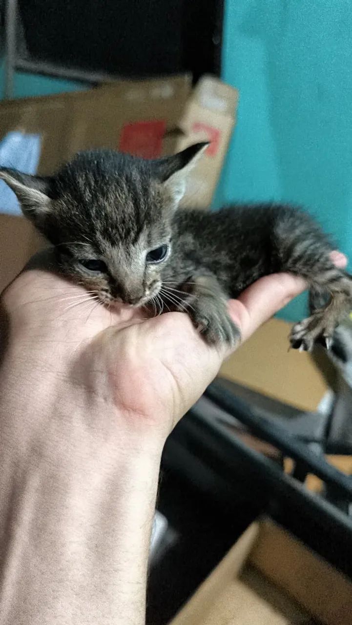 Doação de gatinhos - Foto 5