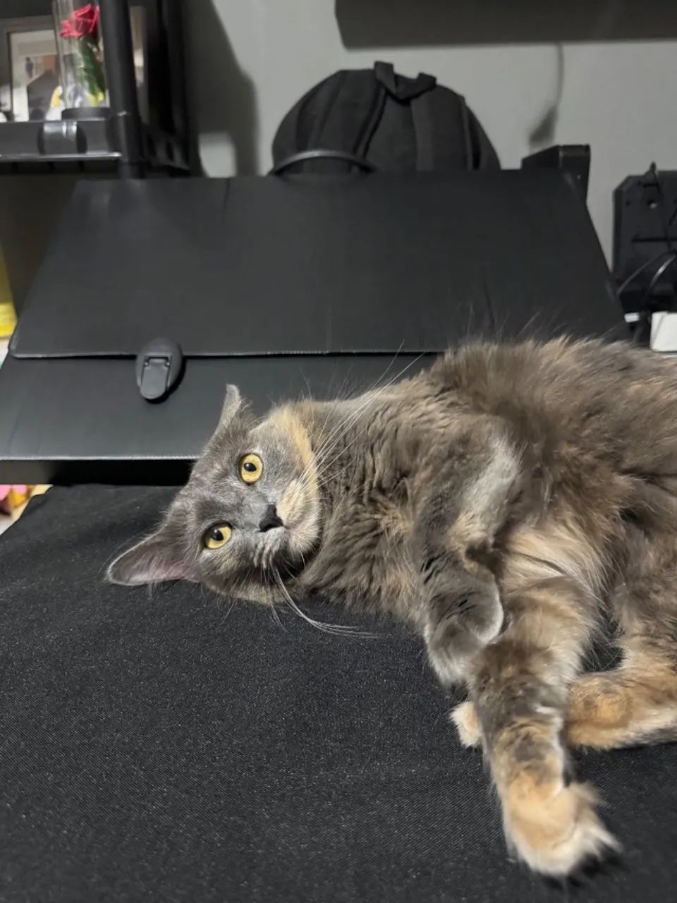Doação conjunta de gatos  - Foto 3