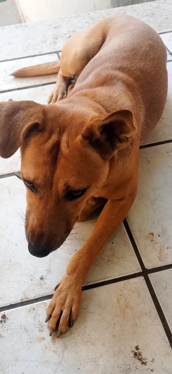 Doa-se cão Caramelo macho - Foto 4