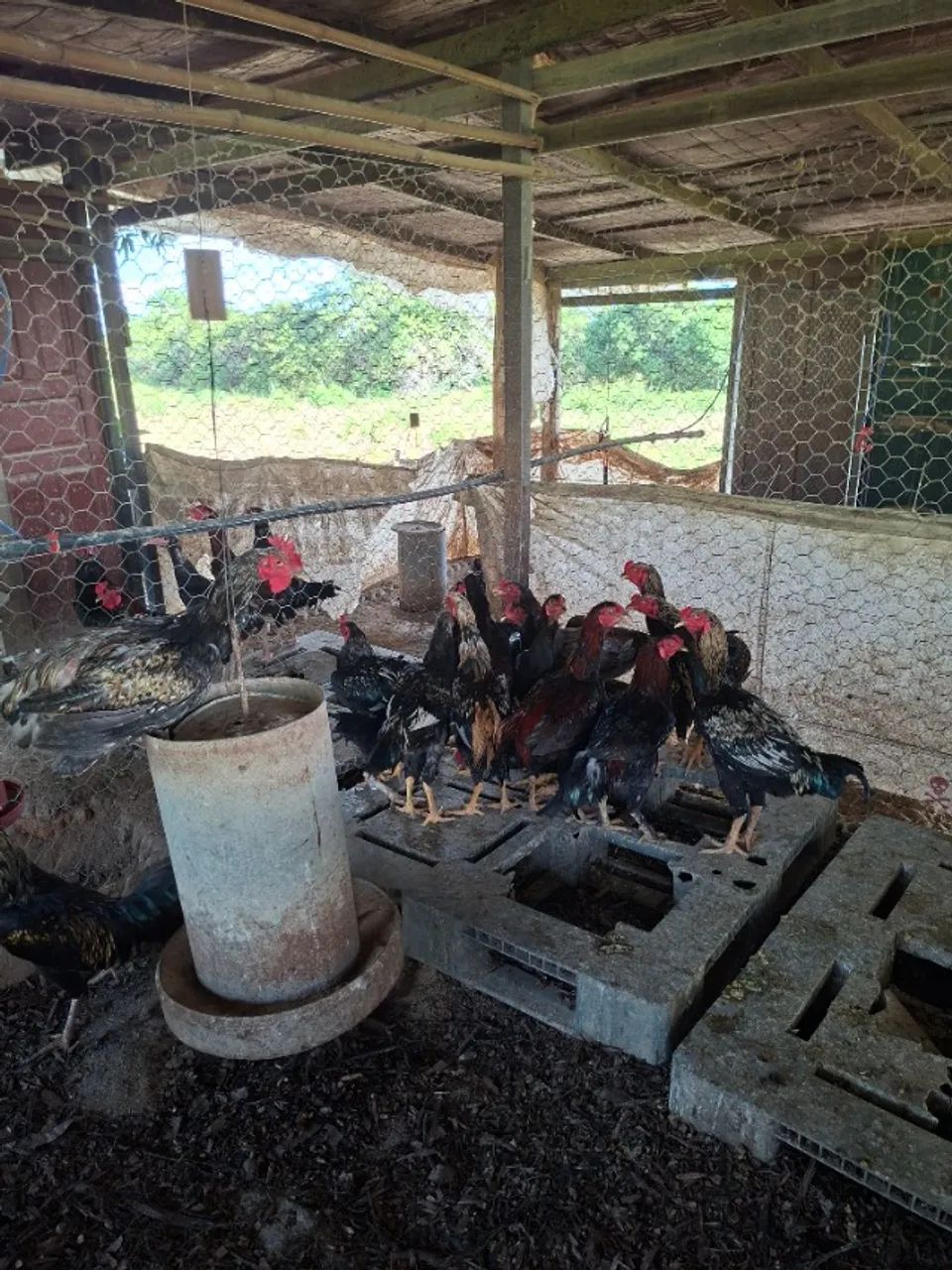 Frangos caipira 