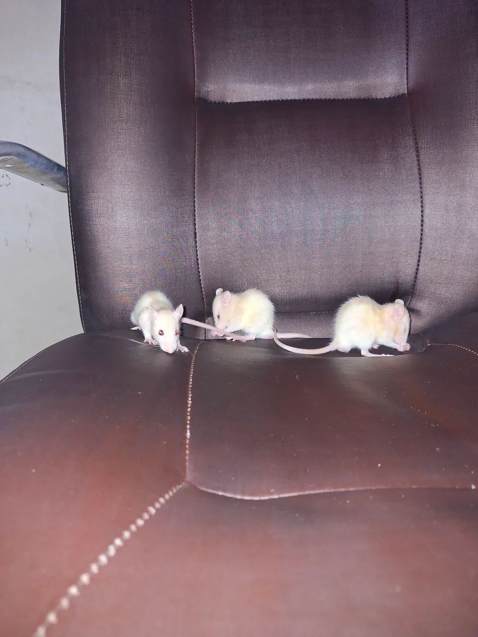 Último disponível rato Twitter  - Foto 3