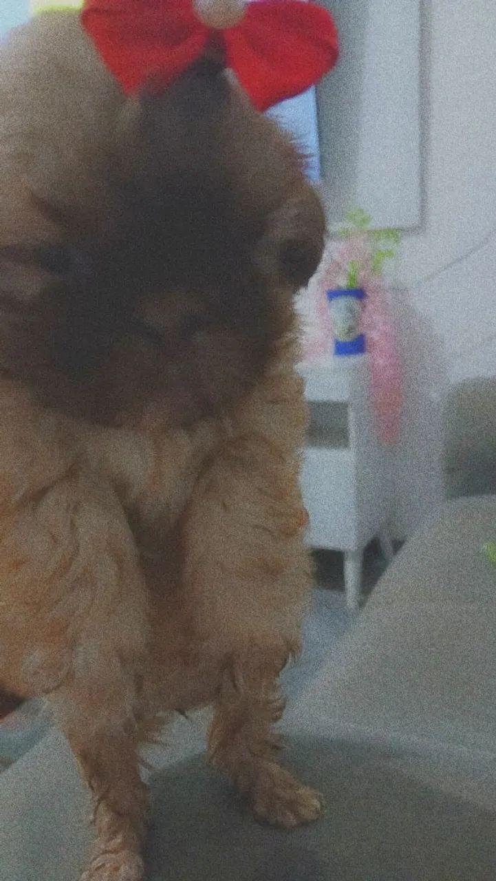 Cachorro  - Foto 3