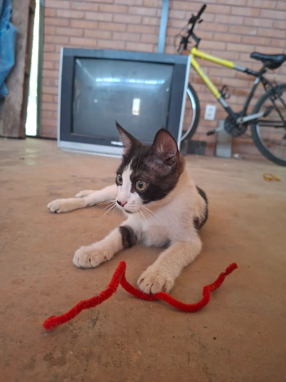 Adote o Luke - Foto 4