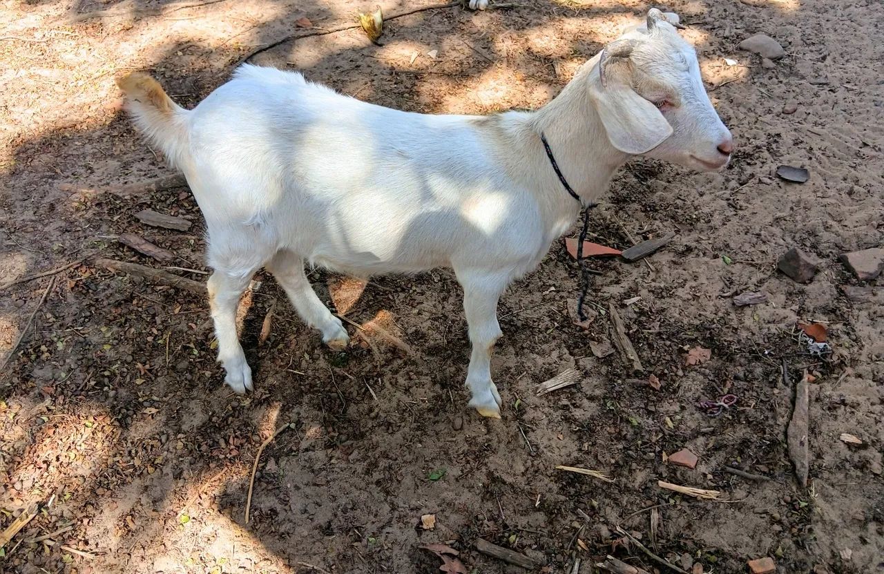 Cabritinho Castrado 