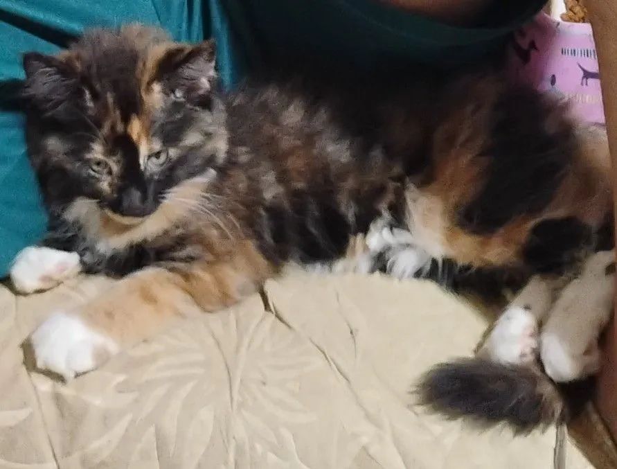 Filhotes de Maine Coon - Foto 4