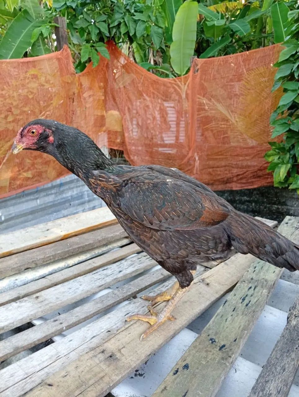 Galos e galinhas - Foto 3
