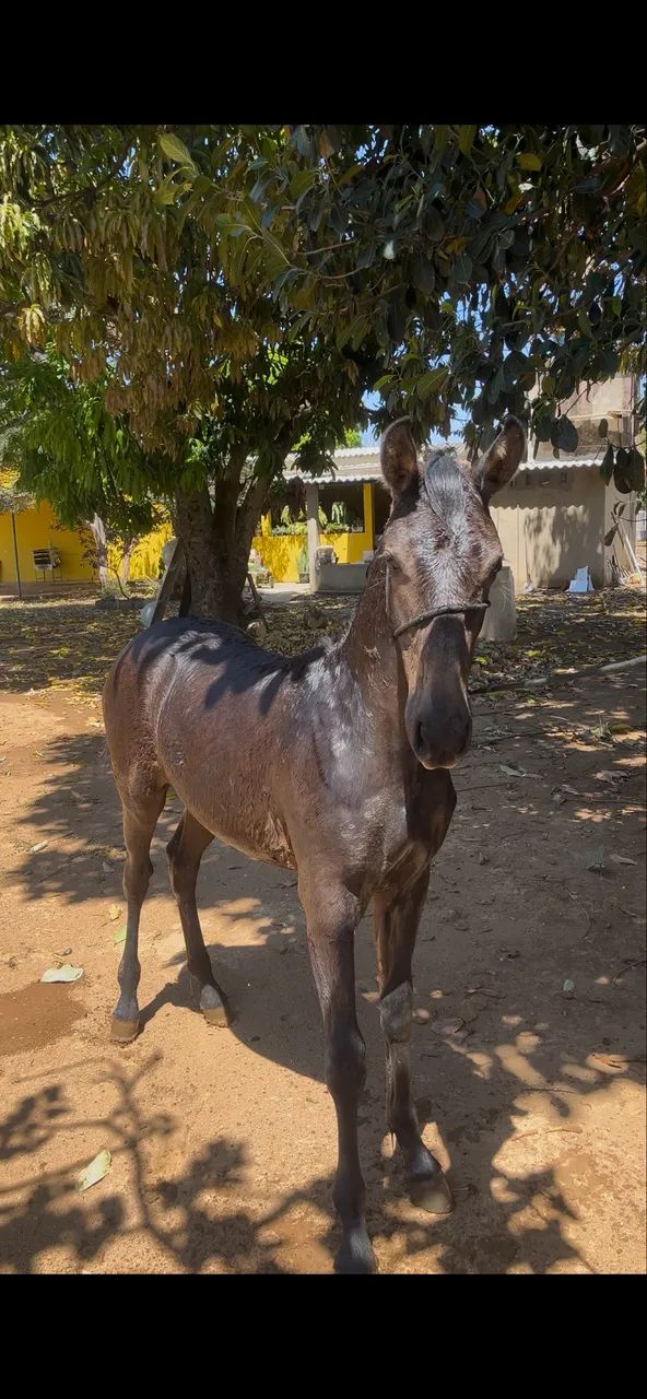 Potro 