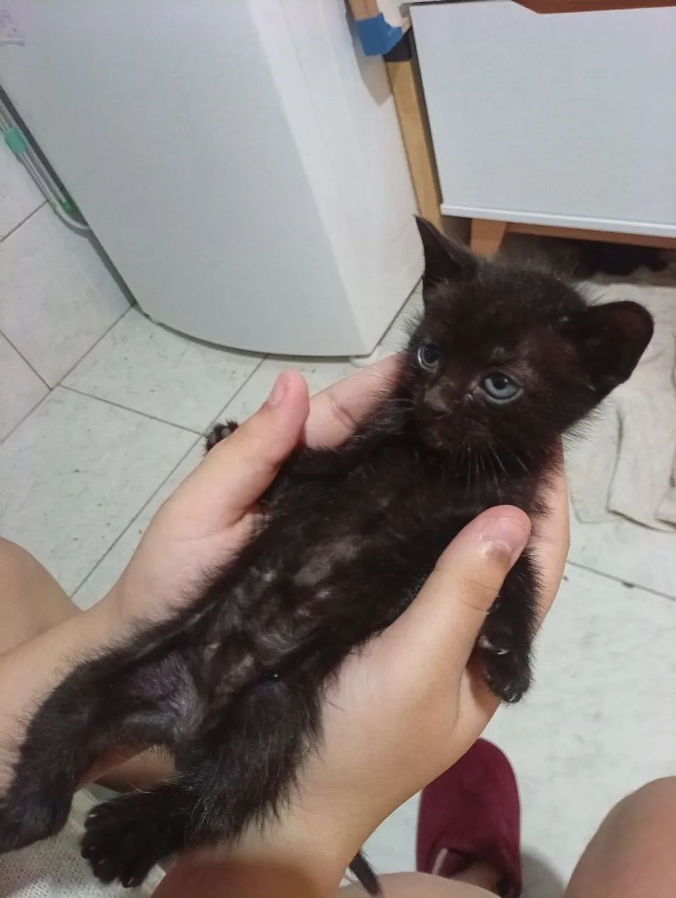 Gatinhos para doação - Foto 2