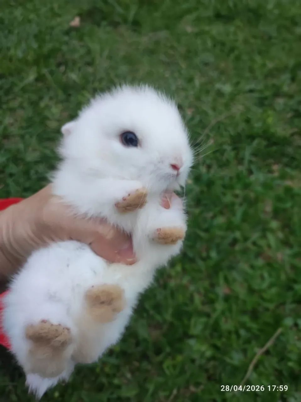 Mini Lion 446519767676364803