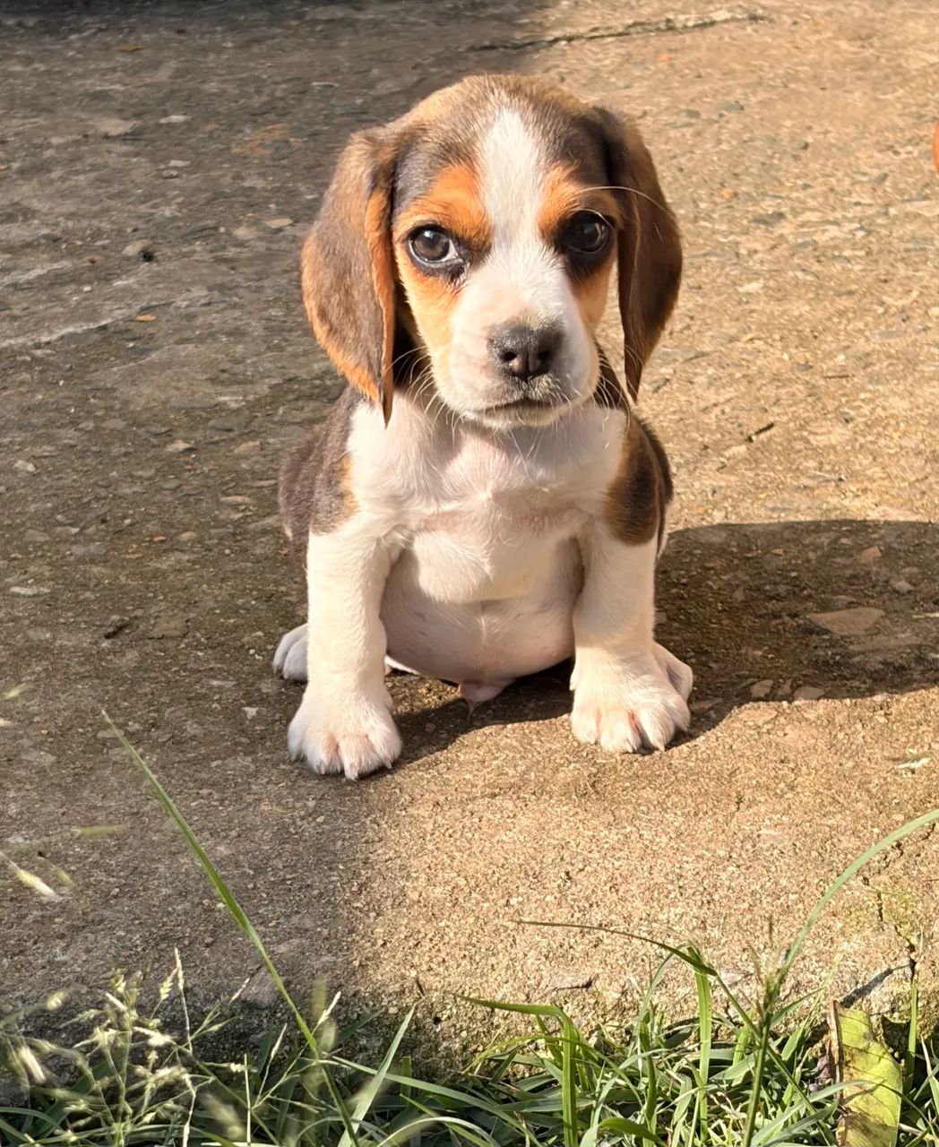 Filhote de Beagle 
