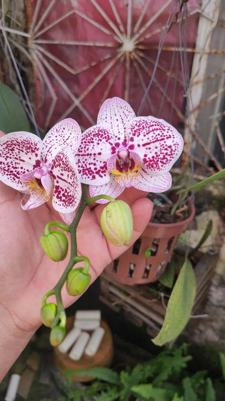 Orquídea Cattleya, Phal e outras - Foto 5