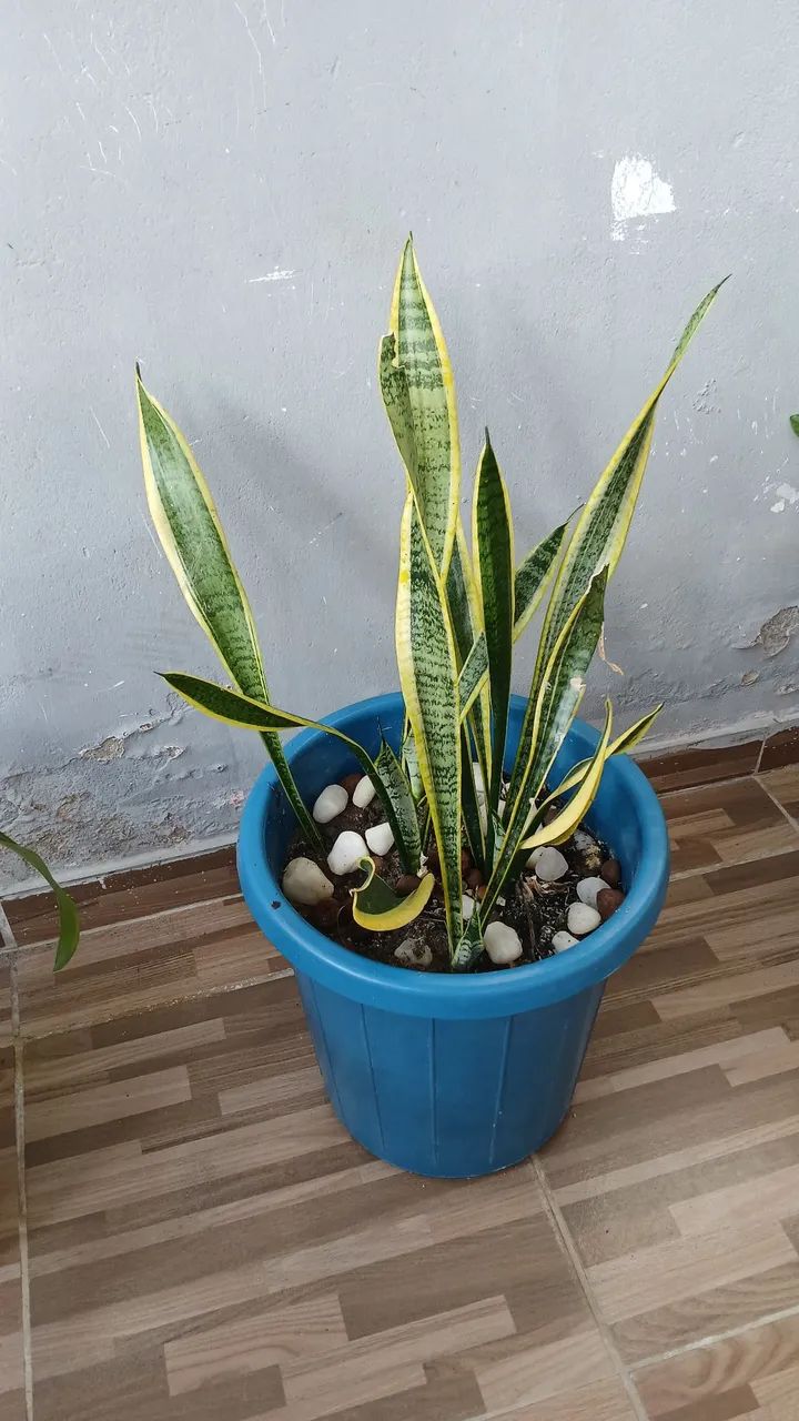 Vende se plantas - Foto 5