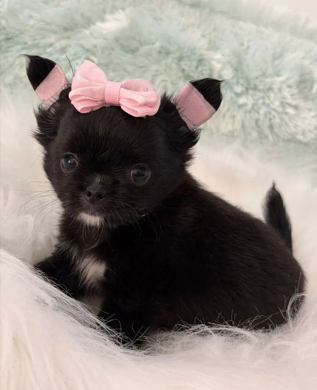 Chihuahua. Uma pretinha super charmosa e cheia de amor para dar! - Foto 2